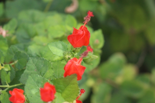Hibiscus observed 2026-10-27