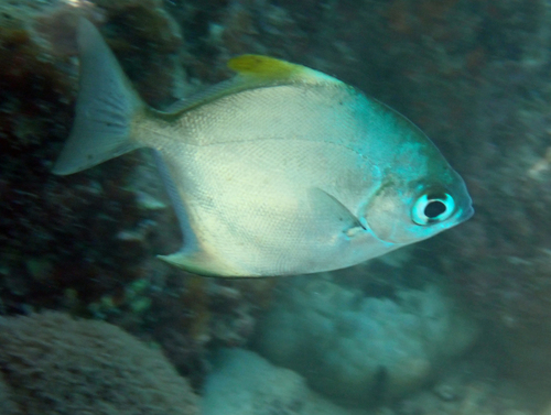 Monodactylus argenteus observed 2026-10-27