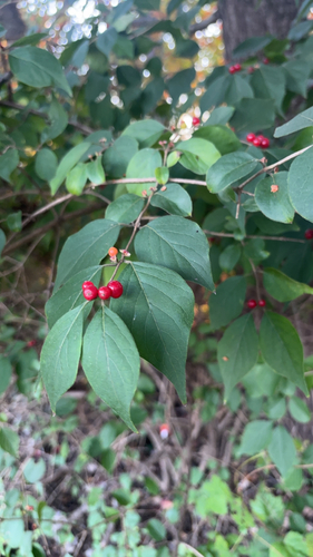 Lonicera observed 2026-10-27