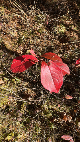 Photinia observed 2026-10-27