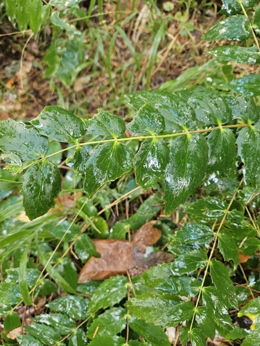 Berberis, 2026-10-27