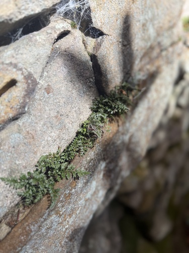 Asplenium observed 2026-10-27