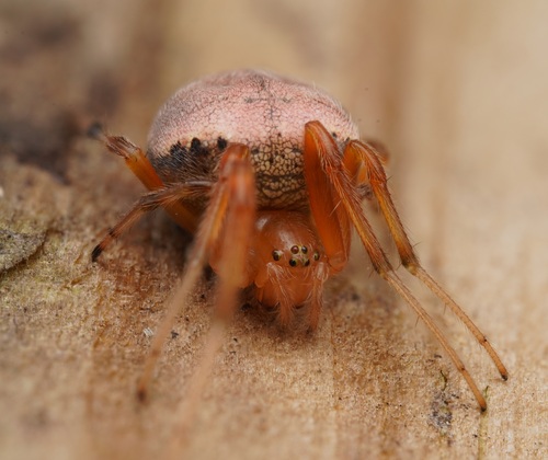 Morula observed 2026-10-27
