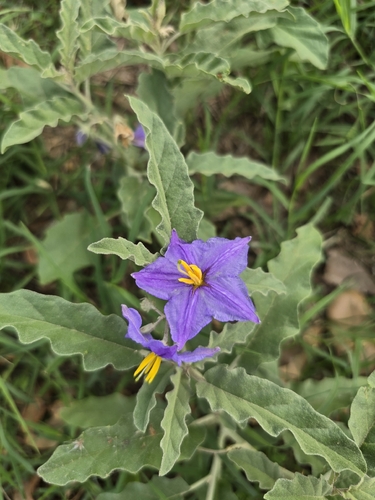 Solanum observed 2026-10-27