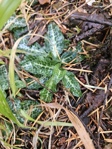 Goodyera observed 2026-10-27