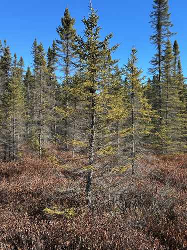 Picea mariana observed 2026-10-27