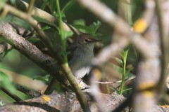 Acrocephalus dumetorum