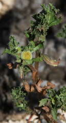 Centipeda crateriformis compacta