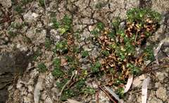 Centipeda crateriformis compacta