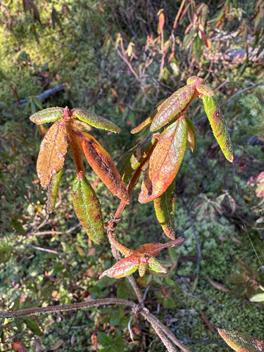 Rhododendron observed 2026-10-27