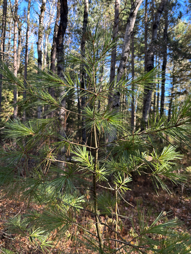 Pinus strobus, 2026-10-27