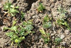 Centipeda nidiformis