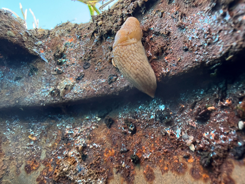 Deroceras reticulatum observed 2026-10-27