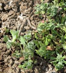 Centipeda nidiformis