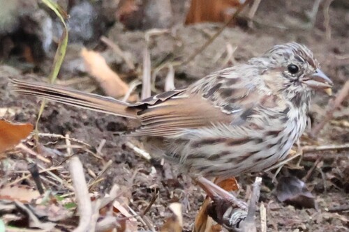 Melospiza melodia, 2026-10-27