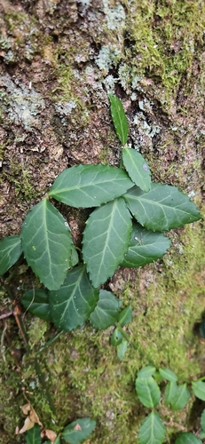Euonymus observed 2026-10-27