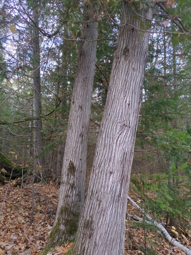Thuja occidentalis observed 2026-10-27
