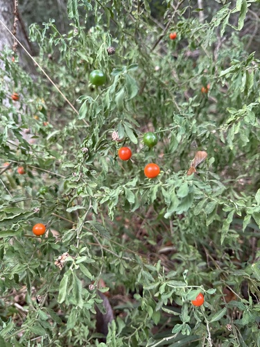 Solanum observed 2026-10-27