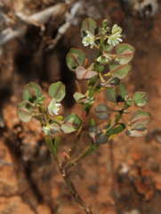 Lepidium phlebopetalum