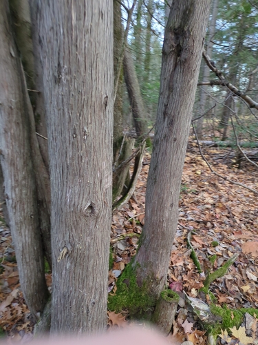 Thuja occidentalis observed 2026-10-27