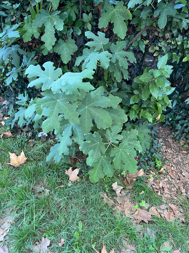 Ficus observed 2026-10-27