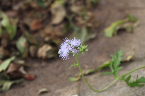 Eupatorium observed 2026-10-27