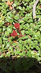 Ceanothus prostratus