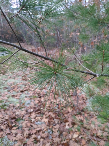 Pinus strobus, 2026-10-27