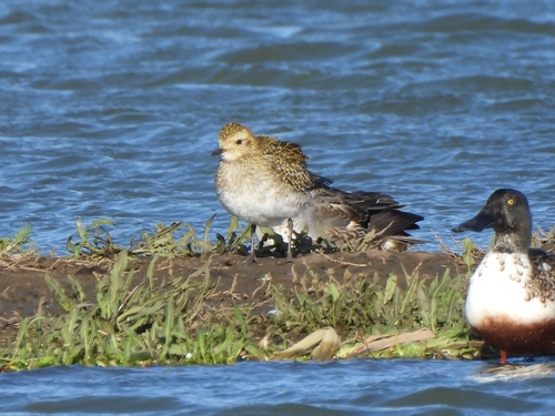 Pluvialis, 2026-10-27