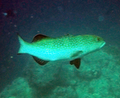 Plectropomus areolatus observed 2026-10-27