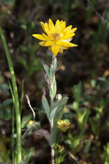 Rhodanthe polygalifolia