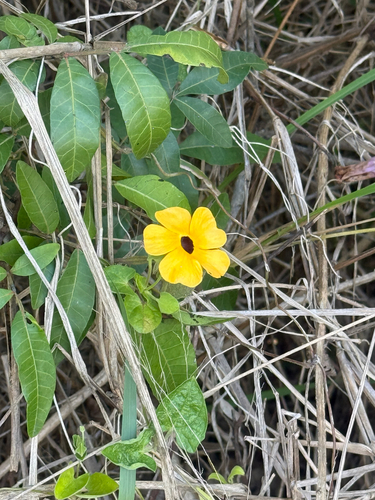 Thunbergia alata observed 2026-10-27