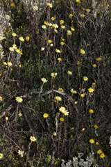 Rhodanthe polygalifolia