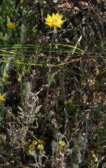Rhodanthe polygalifolia