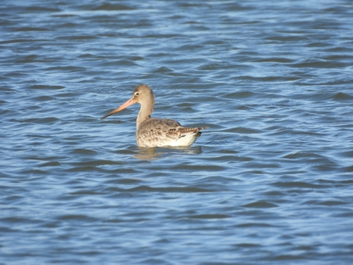 Limosa lapponica observed 2026-10-27