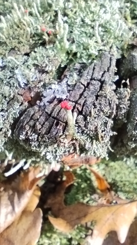 Cladonia macilenta observed 2026-10-27