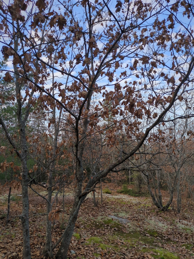 A photograph taken in Ontario on Oct 27, 2026, where the observer’s point is approximate.