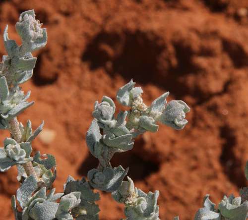 Atriplex pseudocampanulata