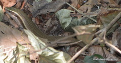 Eutropis carinata