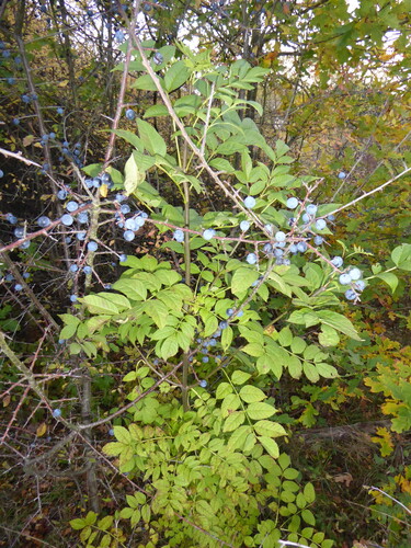Prunus observed 2026-10-27