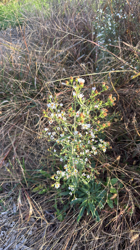 Symphyotrichum pilosum, 2026-10-27