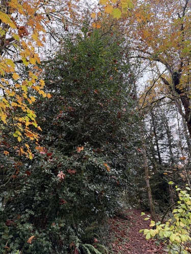 Ilex aquifolium observed 2026-10-27