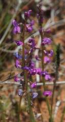 Swainsona microphylla