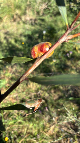 Acacia longifolia observed 2026-10-28