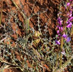 Swainsona microphylla