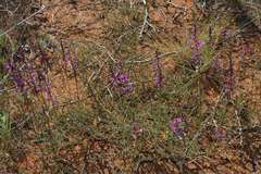 Swainsona microphylla