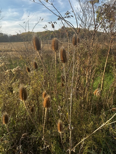 Dipsacus fullonum observed 2026-10-27