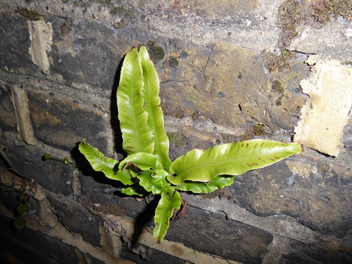 Asplenium observed 2026-10-27
