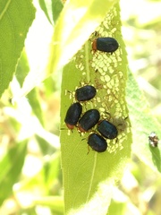 Plagiodera arizonae