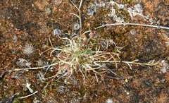 Eragrostis dielsii
